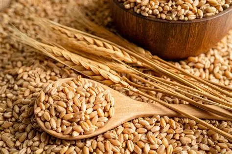 Wheat