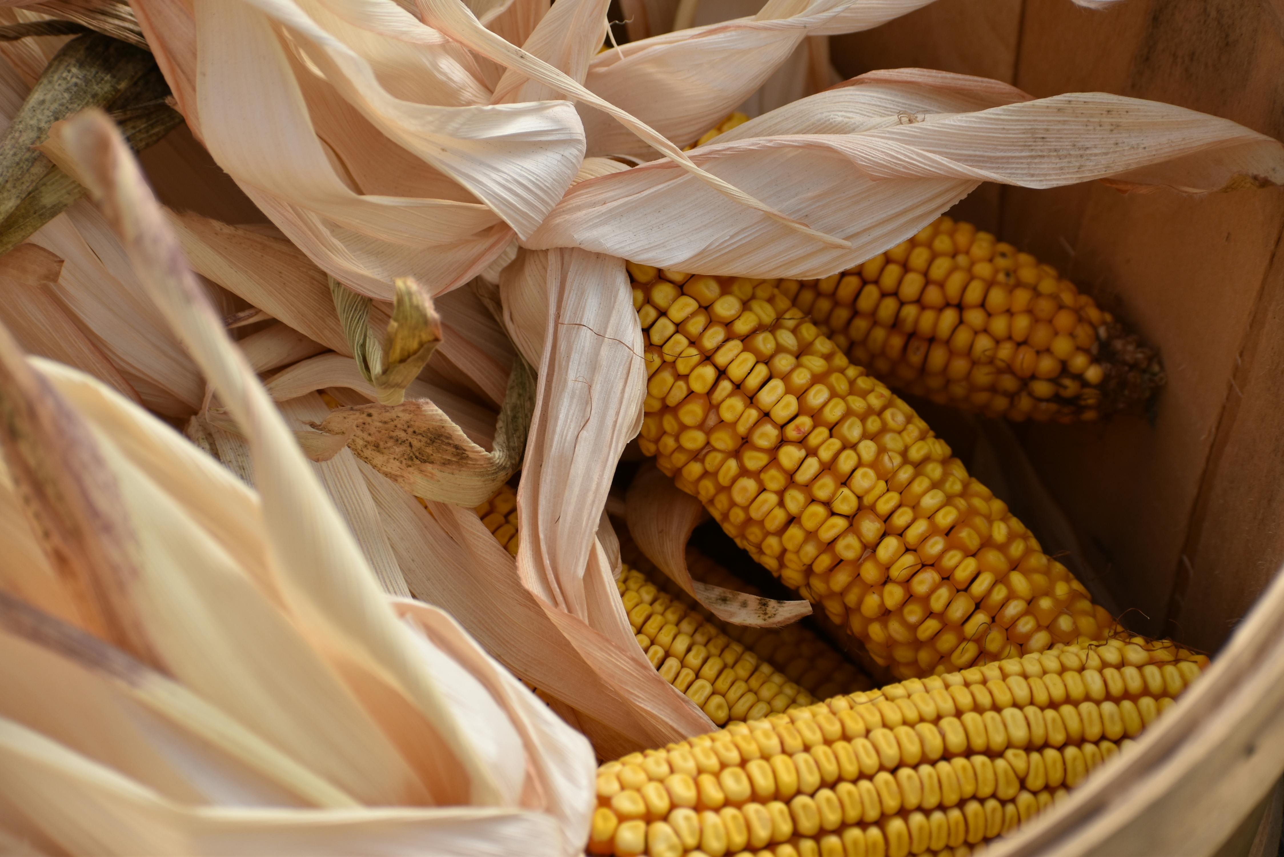 Maize
