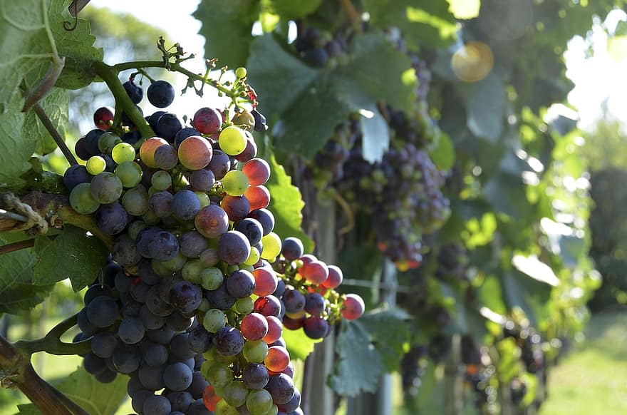 Grapes