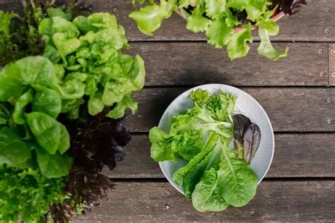 Lettuce