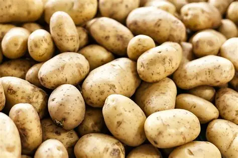 Potato