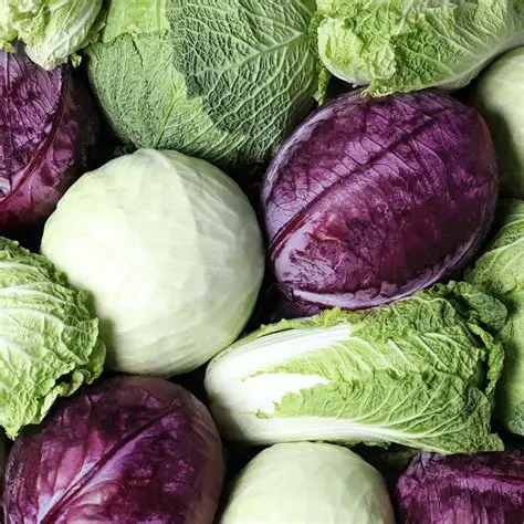 Cabbage