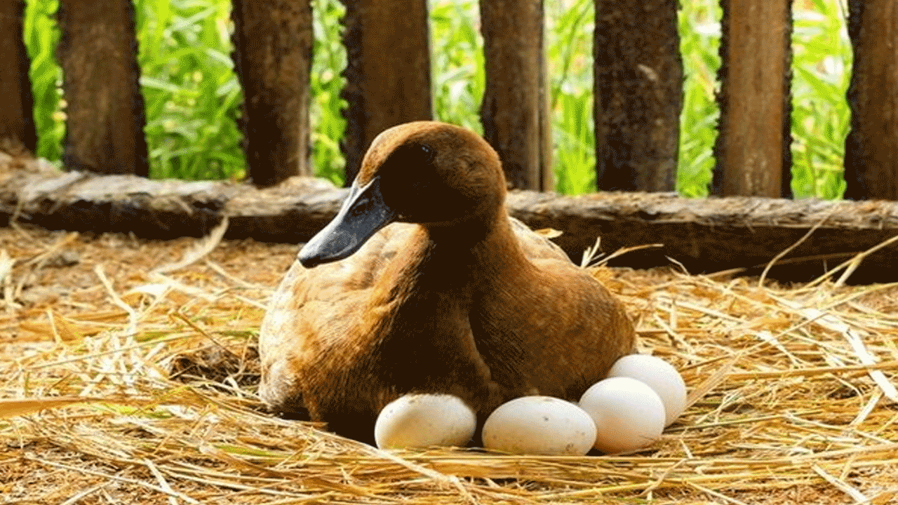 Duck Eggs
